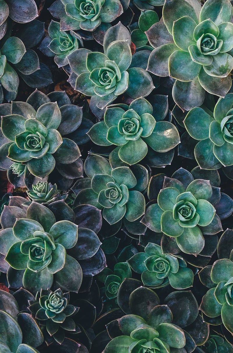 Succulent Delights